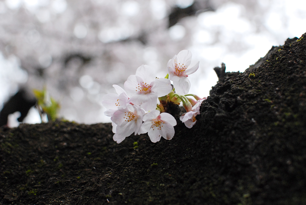 桜の写真4