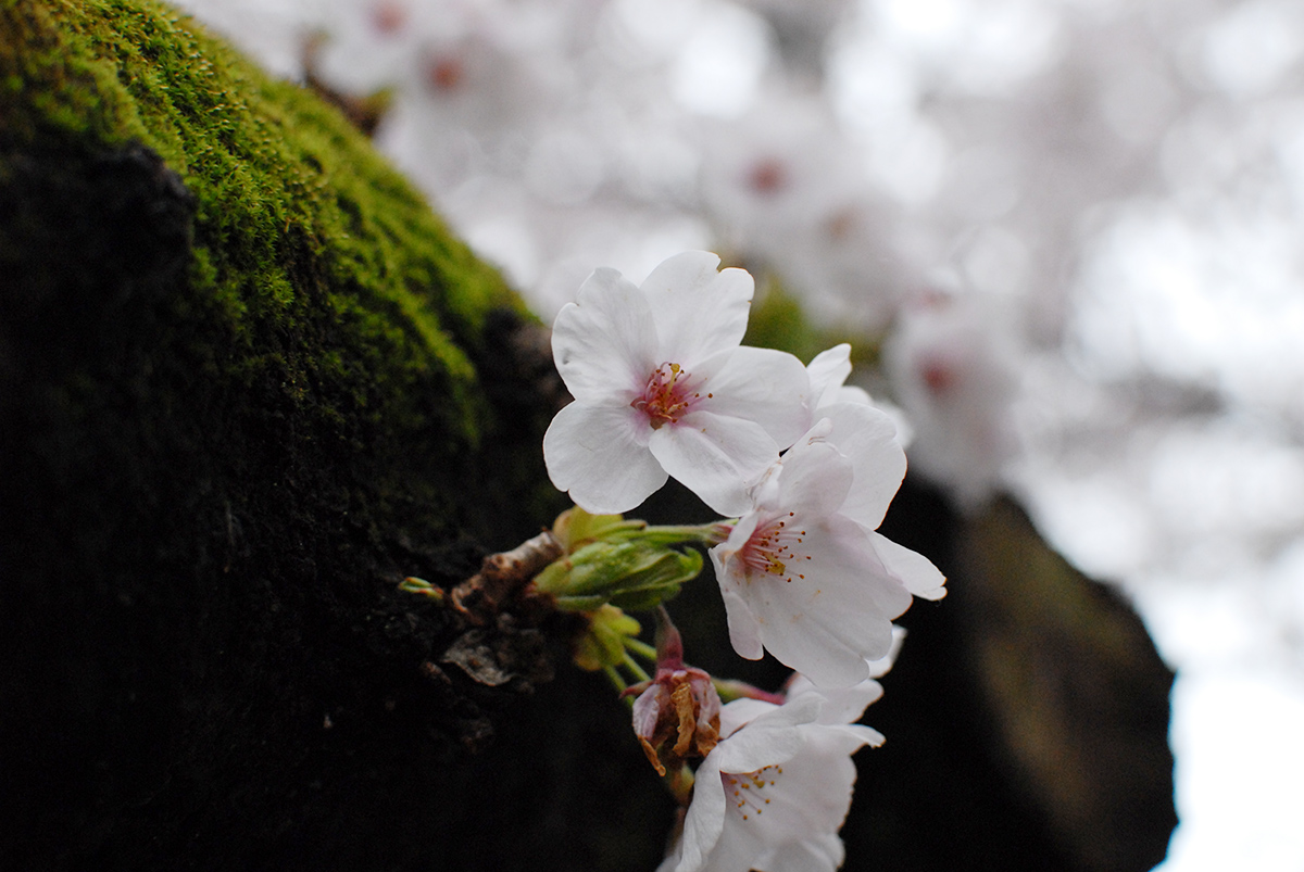 桜の写真5