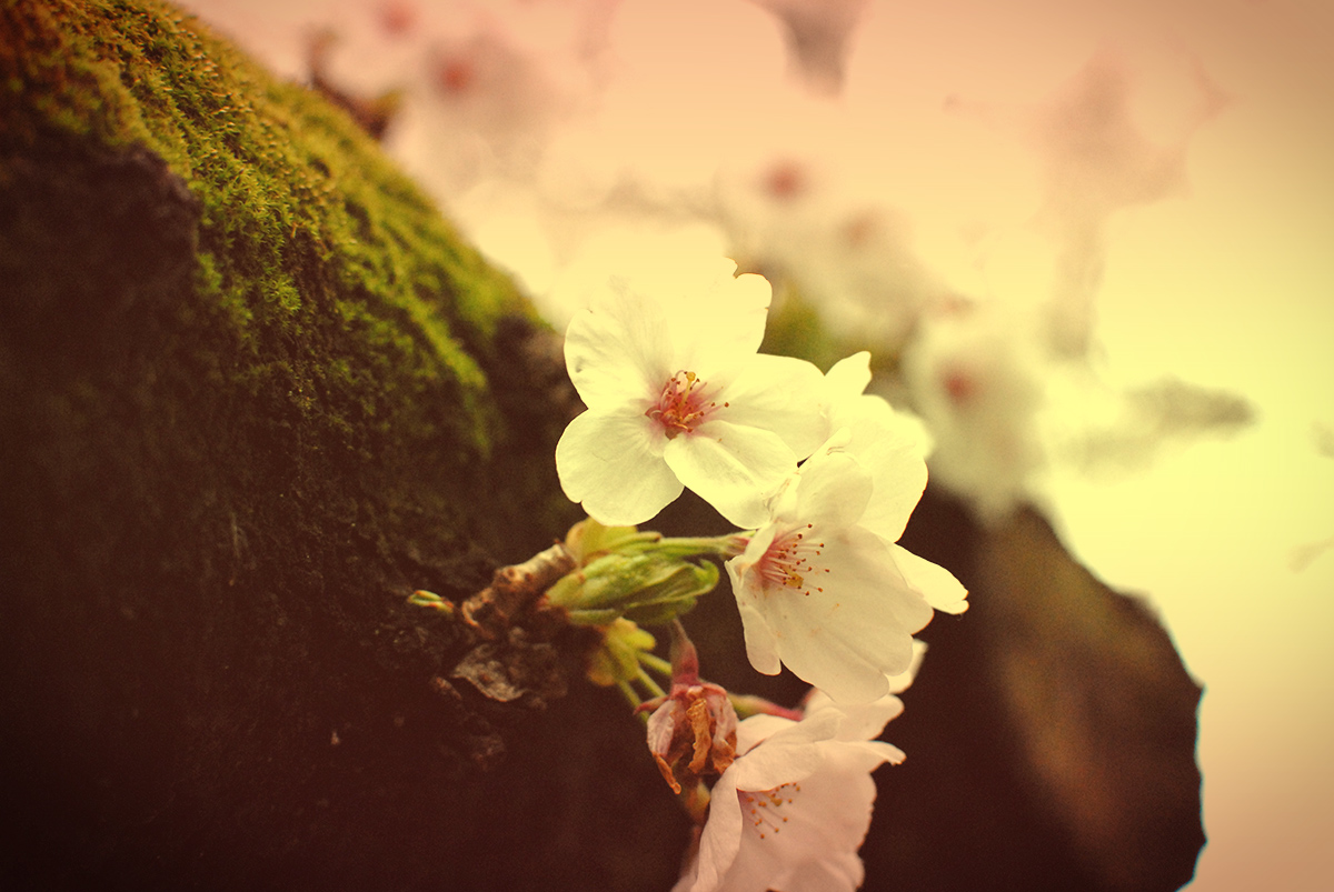 桜の写真6
